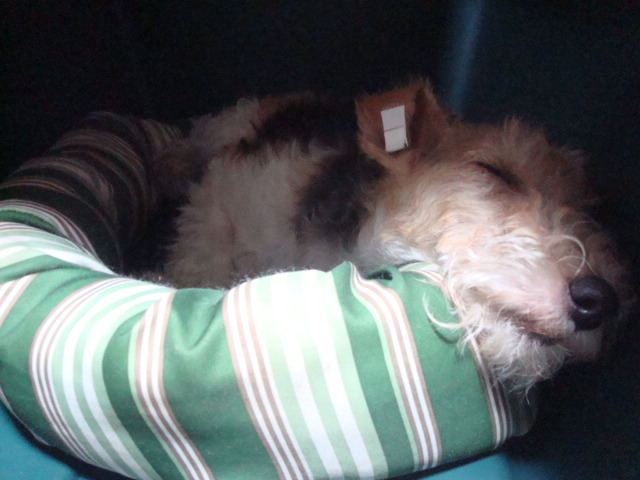 buddy�f���@house