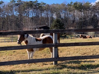 �N�������������ibuddy�f���@house�j