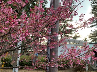 �y�엷�s�C�@�y����ibuddy�f���@house�j