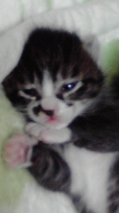 �L�Q�P�C�Ƃ̕�炵