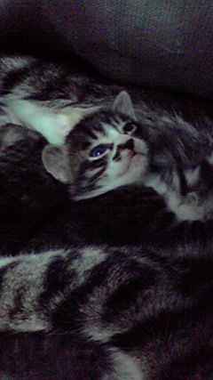 �L�Q�P�C�Ƃ̕�炵