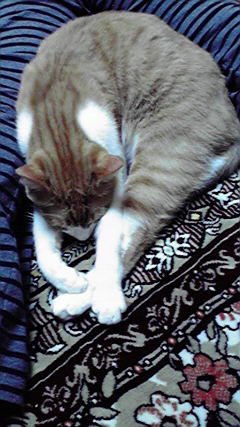 �L�Q�P�C�Ƃ̕�炵