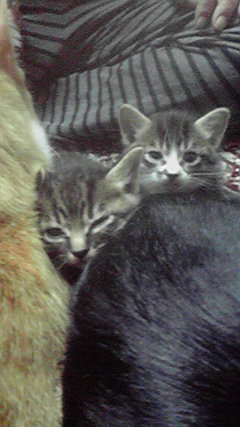 �L�Q�P�C�Ƃ̕�炵