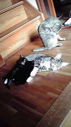 �L�Q�P�C�Ƃ̕�炵