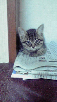 �L�Q�P�C�Ƃ̕�炵