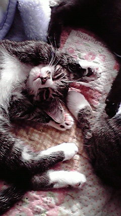 �L�Q�P�C�Ƃ̕�炵