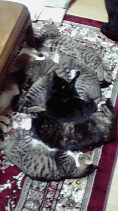 �L�Q�P�C�Ƃ̕�炵