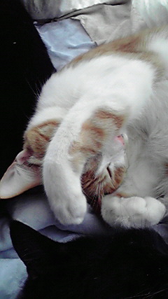 �L�Q�P�C�Ƃ̕�炵