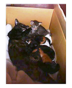 �L�Q�P�C�Ƃ̕�炵