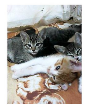 �L�Q�P�C�Ƃ̕�炵