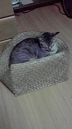 �L�Q�P�C�Ƃ̕�炵