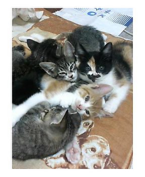 �L�Q�P�C�Ƃ̕�炵