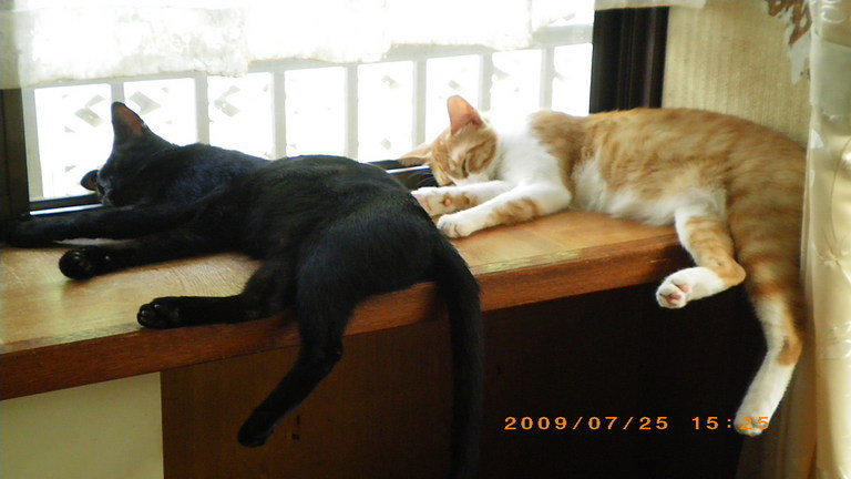 �L�Q�P�C�Ƃ̕�炵