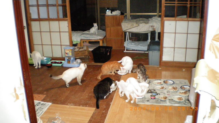 �L�Q�P�C�Ƃ̕�炵