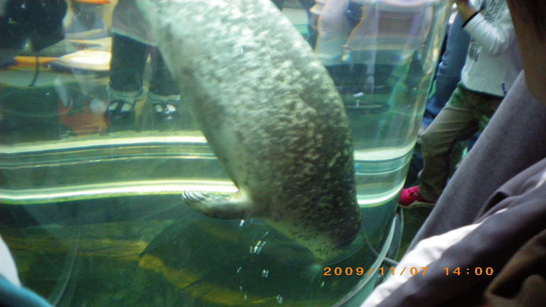 �L�Q�P�C�Ƃ̕�炵