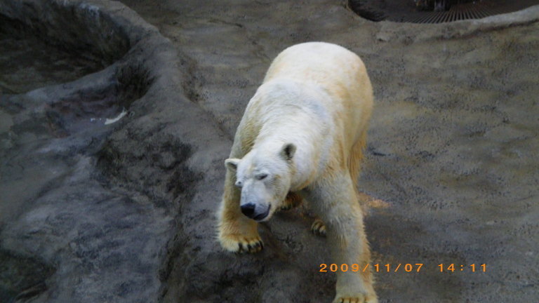 �L�Q�P�C�Ƃ̕�炵