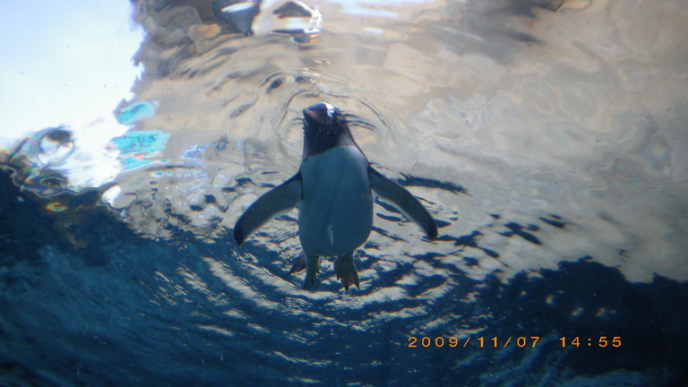 �L�Q�P�C�Ƃ̕�炵