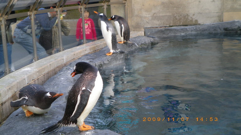 �L�Q�P�C�Ƃ̕�炵