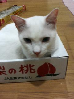 �L�Q�P�C�Ƃ̕�炵