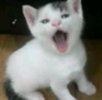 �L�Q�P�C�Ƃ̕�炵