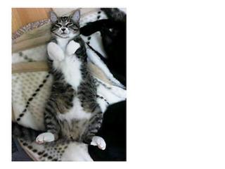 �L�Q�P�C�Ƃ̕�炵