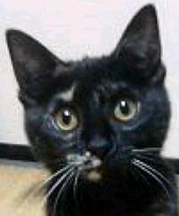 �L�Q�P�C�Ƃ̕�炵