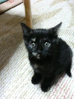 �L�Q�P�C�Ƃ̕�炵