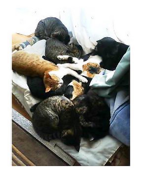 �L�Q�P�C�Ƃ̕�炵