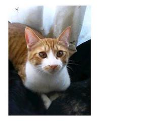 �L�Q�P�C�Ƃ̕�炵