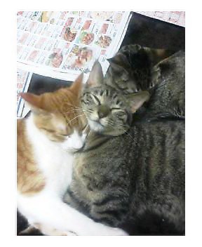 �L�Q�P�C�Ƃ̕�炵