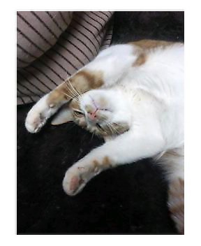 �L�Q�P�C�Ƃ̕�炵