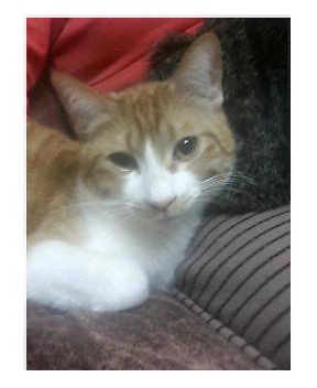 �L�Q�P�C�Ƃ̕�炵