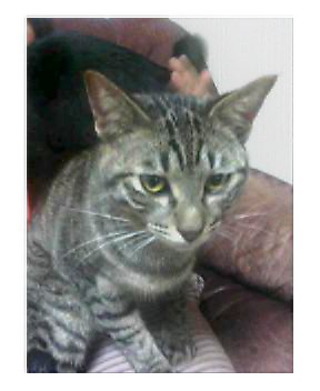 �L�Q�P�C�Ƃ̕�炵