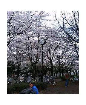 �L�Q�P�C�Ƃ̕�炵