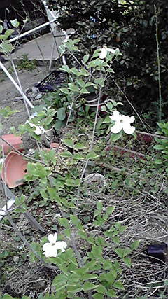 �L�Q�P�C�Ƃ̕�炵