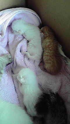 �L�Q�P�C�Ƃ̕�炵