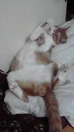 �L�Q�P�C�Ƃ̕�炵