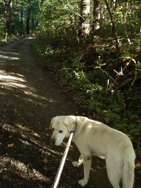 �H�y�z���i����ӂƁj�ȓ��X