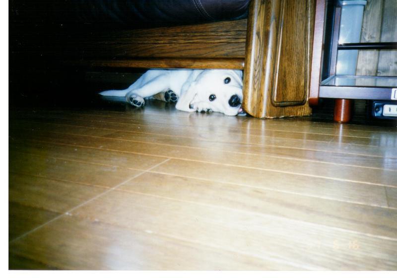 �H�y�z���i����ӂƁj�ȓ��X