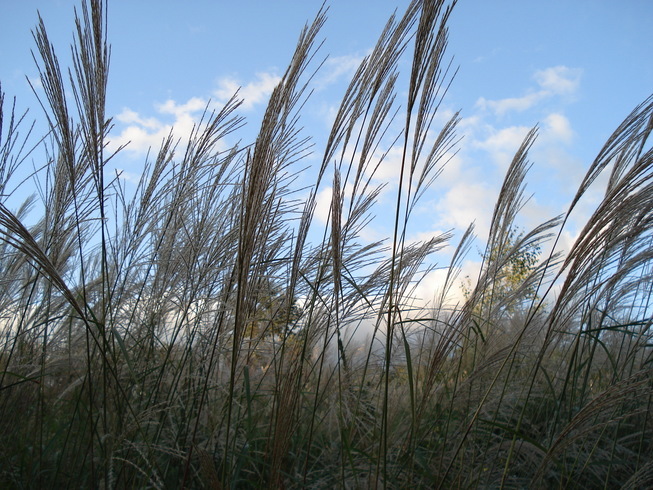 �H�y�z���i����ӂƁj�ȓ��X