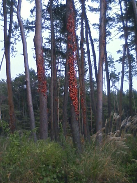 �H�y�z���i����ӂƁj�ȓ��X