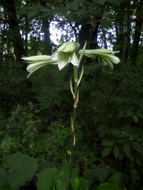 �H�y�z���i����ӂƁj�ȓ��X