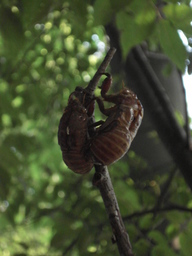 �H�y�z���i����ӂƁj�ȓ��X