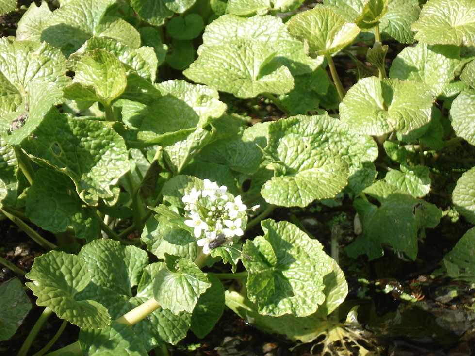 �H�y�z���i����ӂƁj�ȓ��X