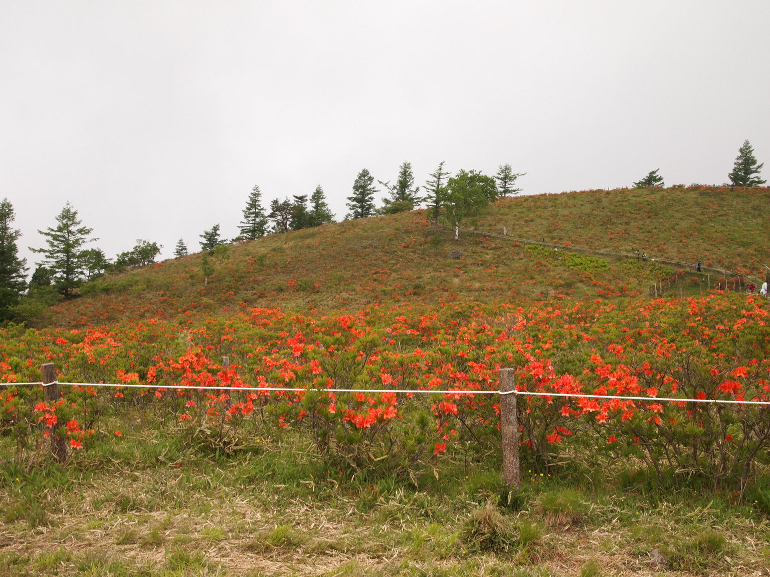 �H�y�z���i����ӂƁj�ȓ��X