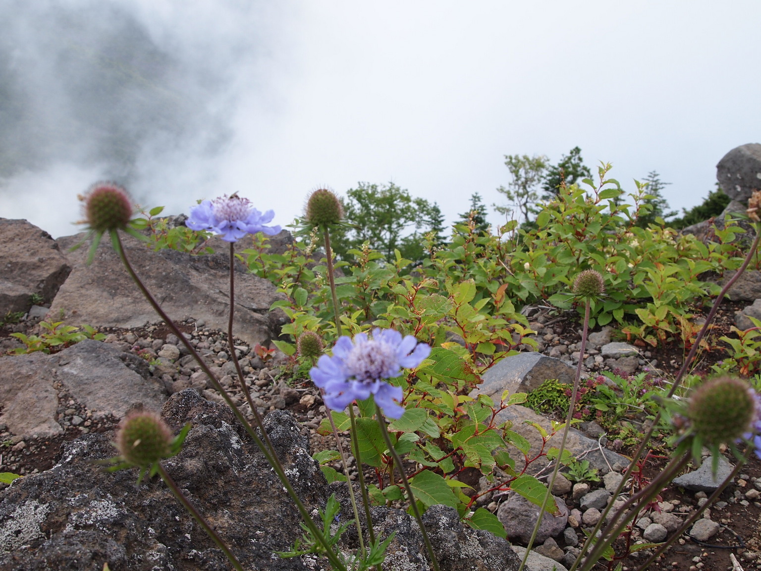 �H�y�z���i����ӂƁj�ȓ��X