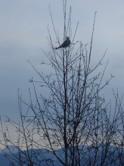 �H�y�z���i����ӂƁj�ȓ��X