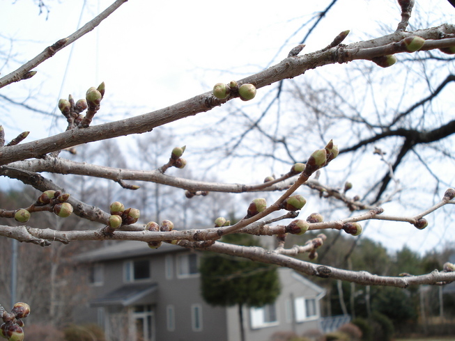 �H�y�z���i����ӂƁj�ȓ��X