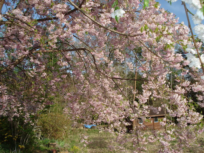 �H�y�z���i����ӂƁj�ȓ��X