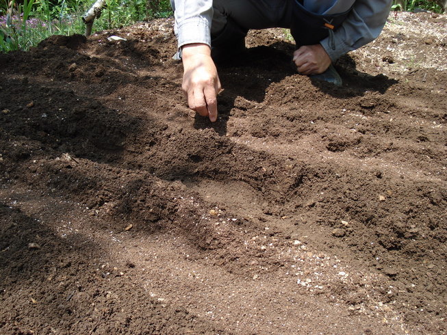 �H�y�z���i����ӂƁj�ȓ��X